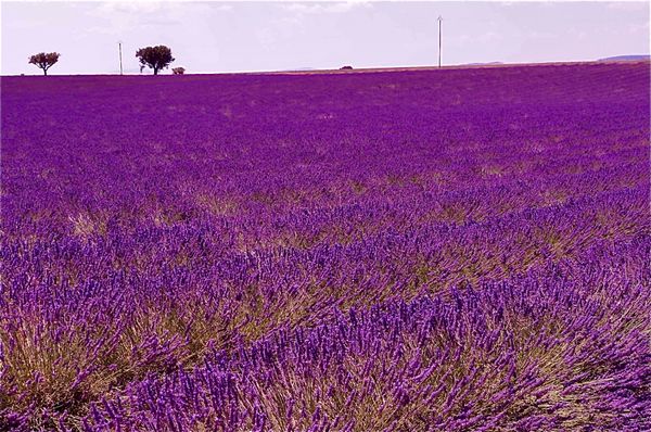 フランス・プロヴァンス「プロヴァンス2016夏」の写真