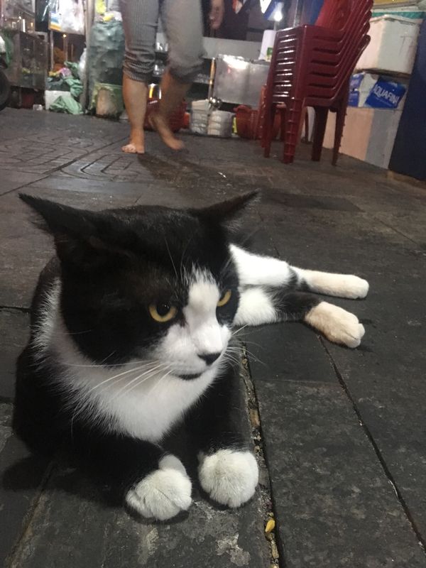 ミャンマー「タイスリランカミャンマーベトナム」の写真