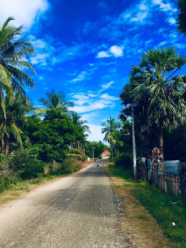 ミャンマー「タイスリランカミャンマーベトナム」の写真：前に犬が何匹待ち構えてるでしょう！