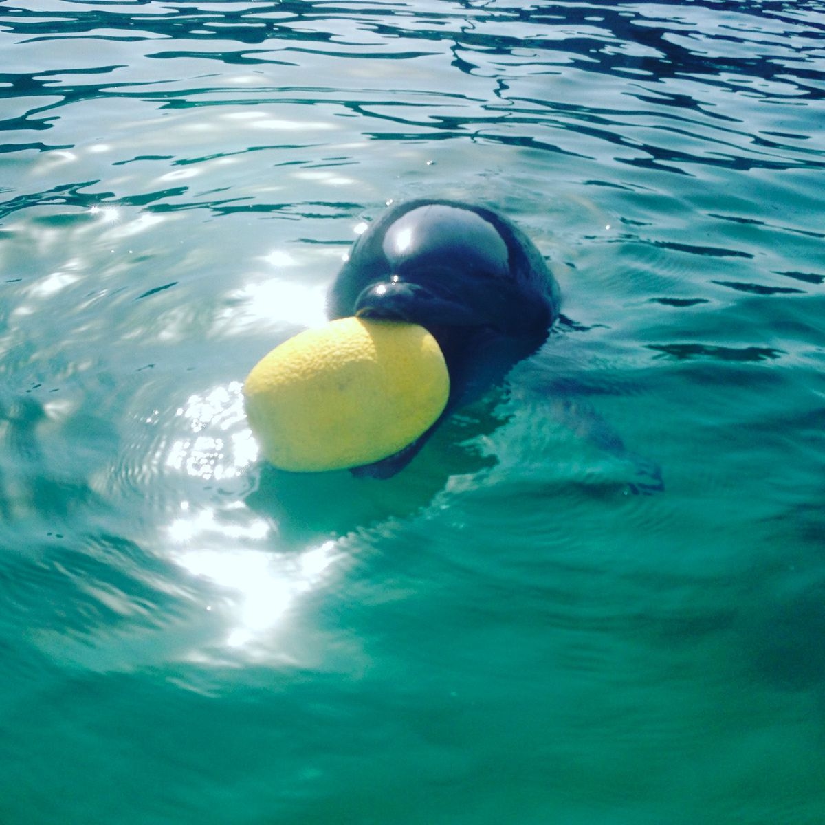 のびのびと気持ちよさそうにしたり、トレーナーをされているところも見ることが...