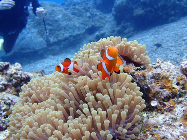 日本・石垣島「ダイビング旅」の写真