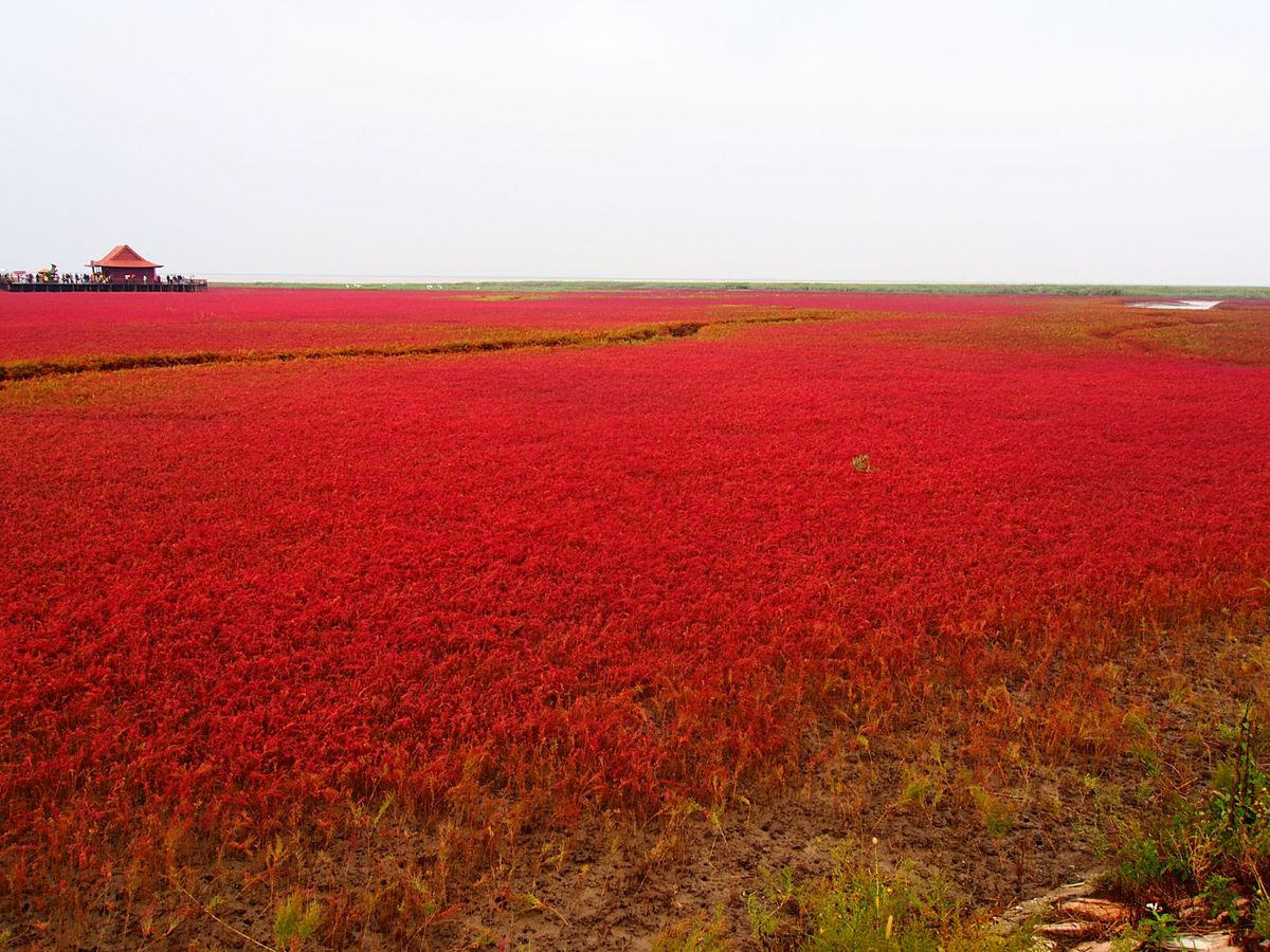 紅海灘
瀋陽から紅海灘の近くの盤錦市までバス移動、更に紅海灘行きのバスに乗...