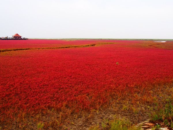 中国・盤錦「中国遼寧省 湿地に広がる真っ赤な絨毯 紅海灘と瀋陽の旅」の写真：紅海灘
瀋陽から紅海灘の近くの盤錦市まで...