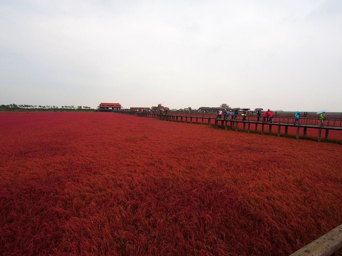 紅海灘
瀋陽から紅海灘の近くの盤錦市までバス移動、更に紅海灘行きのバスに乗...