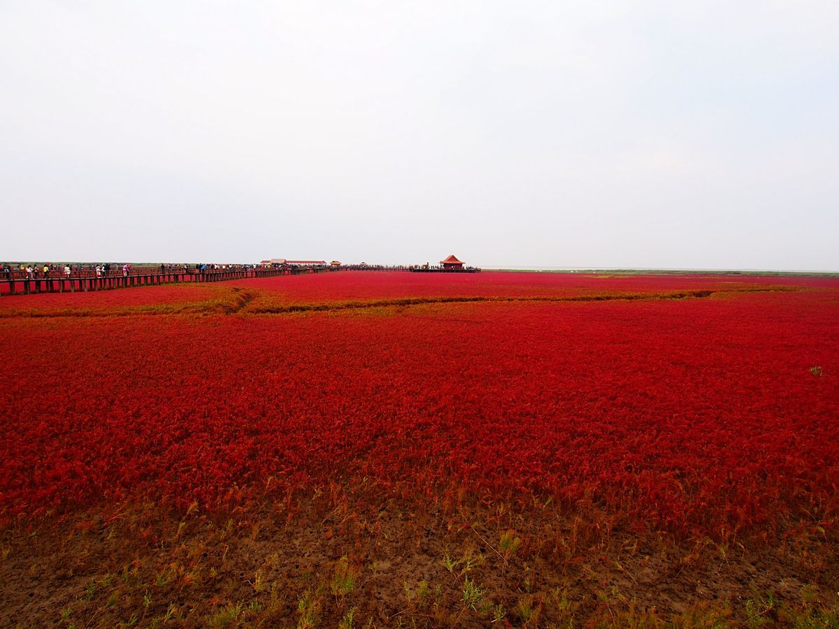 紅海灘
紅海灘のマツナは真っ赤に染まっている箇所がほとんどでしたが、一部他...
