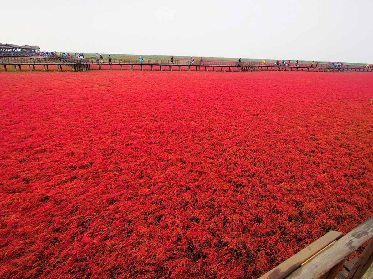 紅海灘
紅海灘のマツナは真っ赤に染まっている箇所がほとんどでしたが、一部他...