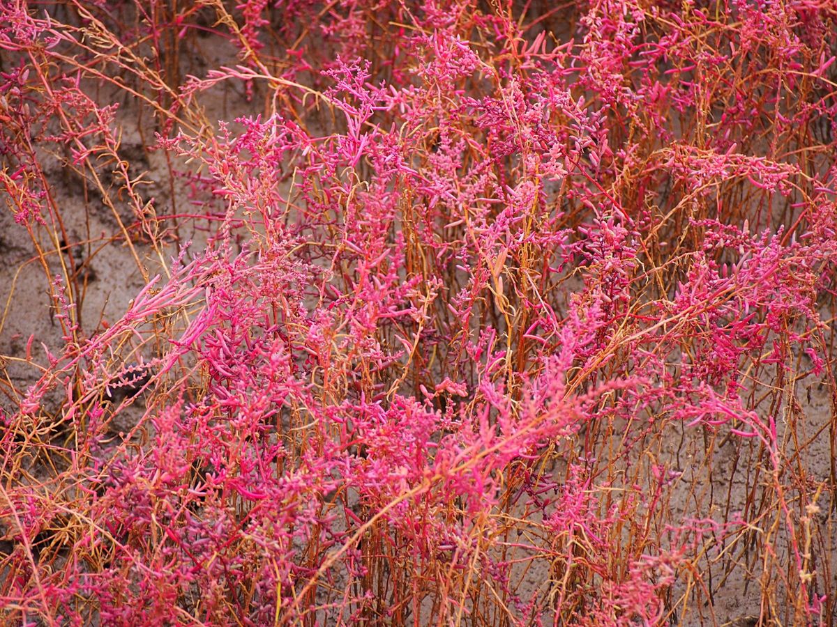 紅海灘
瀋陽から紅海灘の近くの盤錦市までバス移動、更に紅海灘行きのバスに乗...