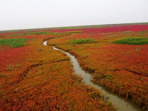 中国・盤錦「中国遼寧省 湿地に広がる真っ赤な絨毯 紅海灘と瀋陽の旅」の写真：紅海灘
紅海灘のマツナは真っ赤に染まって...