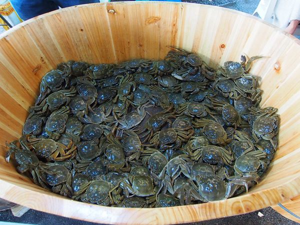 中国・盤錦「中国遼寧省 湿地に広がる真っ赤な絨毯 紅海灘と瀋陽の旅」の写真：紅海灘
紅海灘の湿地の中にはカニさんがい...