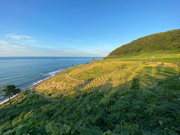 日本・石川県「能登半島に行ってみる！」の写真：白米千枚田

小麦がとても綺麗です。

...