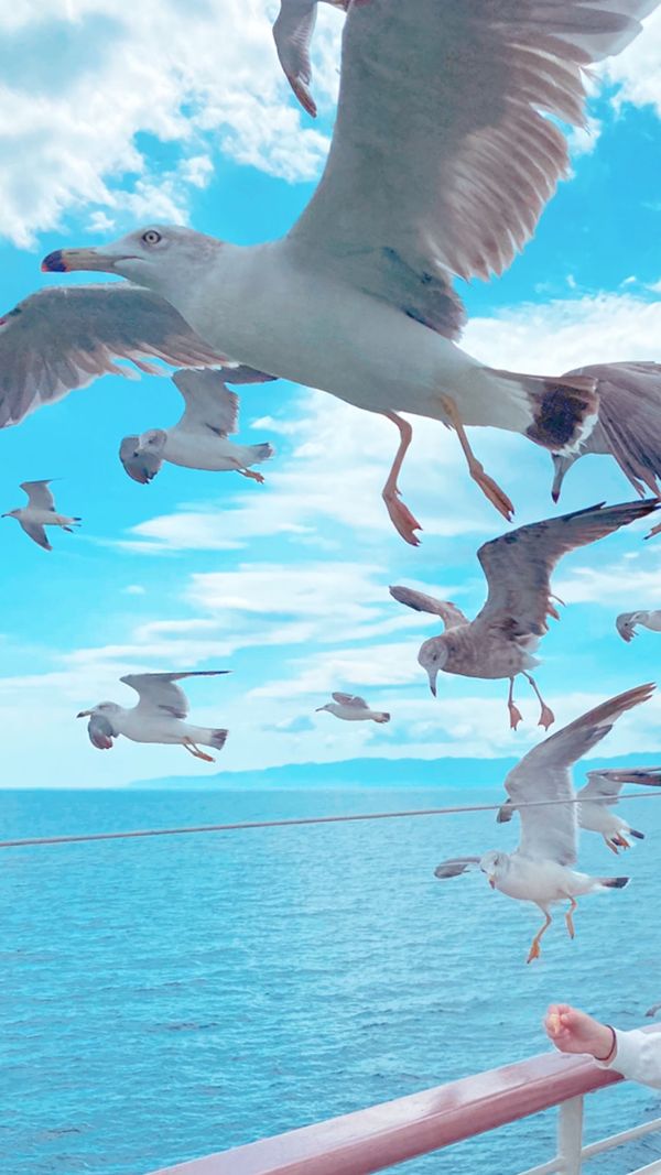 日本・新潟県「佐渡ヶ島」の写真：フェリー→レンタカー→たらい舟→佐渡金山...