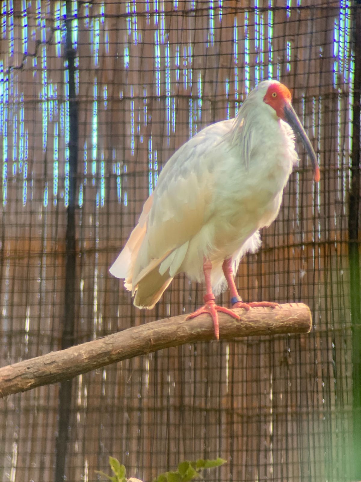 フェリー→レンタカー→たらい舟→佐渡金山→尖閣湾→ホテル→田んぼアート→野...