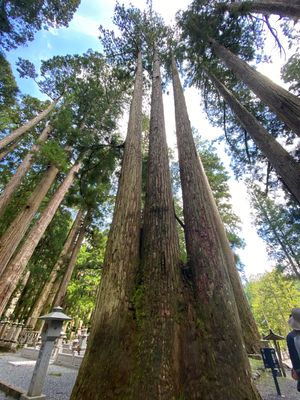 高野山　奥之院、金剛峯寺、宿坊泊