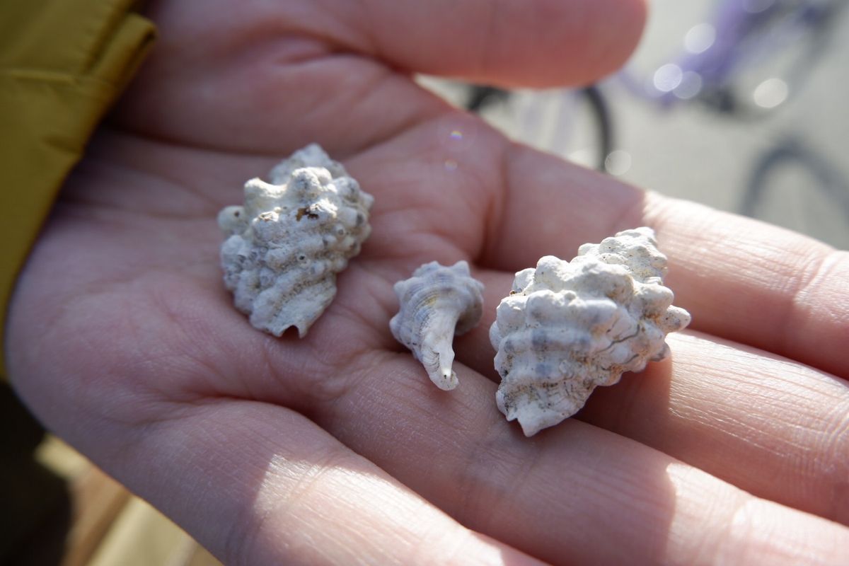 そこらへんに生き物がうじゃうじゃいる！
ずーっと居れる海🏖