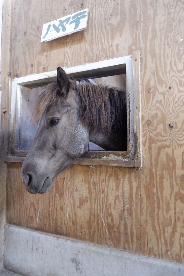 日本・粟島浦村「粟島浦村」の写真：あわしま牧場