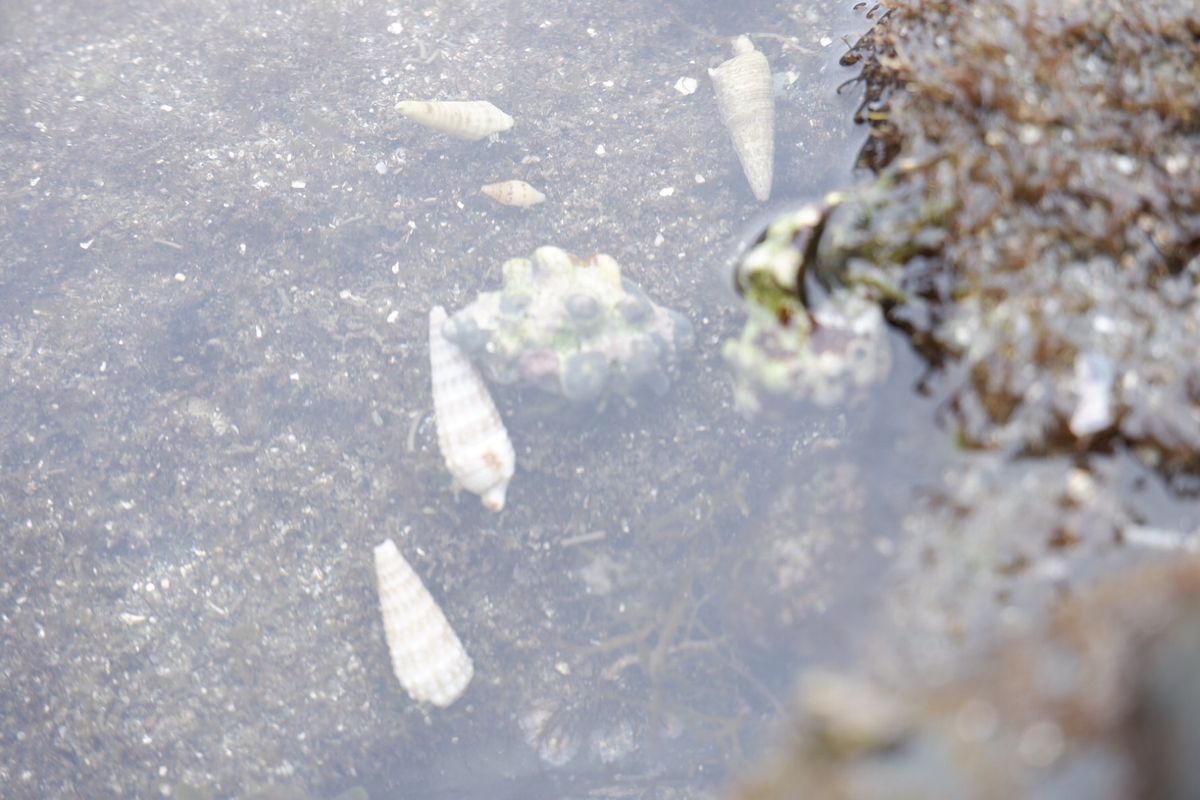 そこらへんに生き物がうじゃうじゃいる！
ずーっと居れる海🏖