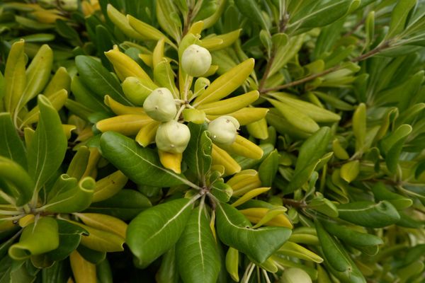日本・粟島浦村「粟島浦村」の写真