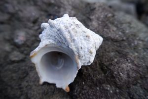 そこらへんに生き物がうじゃうじゃいる！
ずーっと居れる海🏖