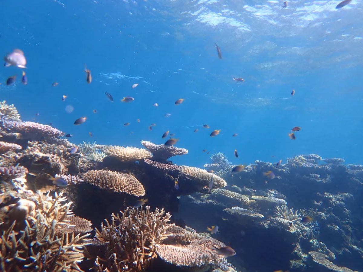 3日目はシュノーケリングに参加。
空から射し込む太陽の光も綺麗に見えます。...