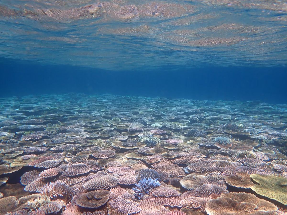 3日目はシュノーケリングに参加。
空から射し込む太陽の光も綺麗に見えます。...