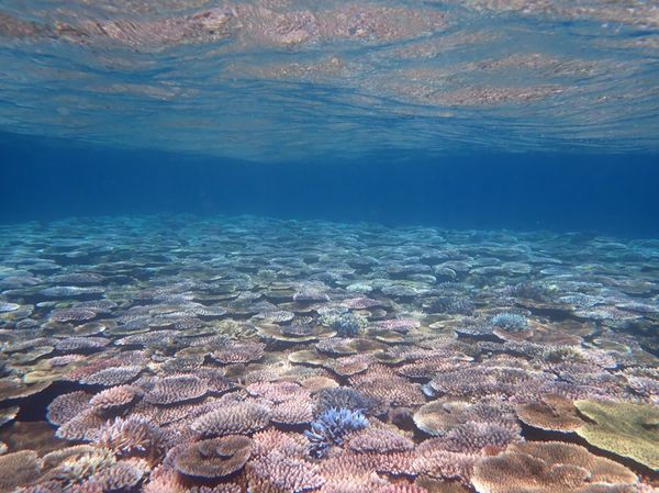 日本・竹富島「石垣島で日焼けしまくりの夏休み☀️」の写真：3日目はシュノーケリングに参加。
空から...