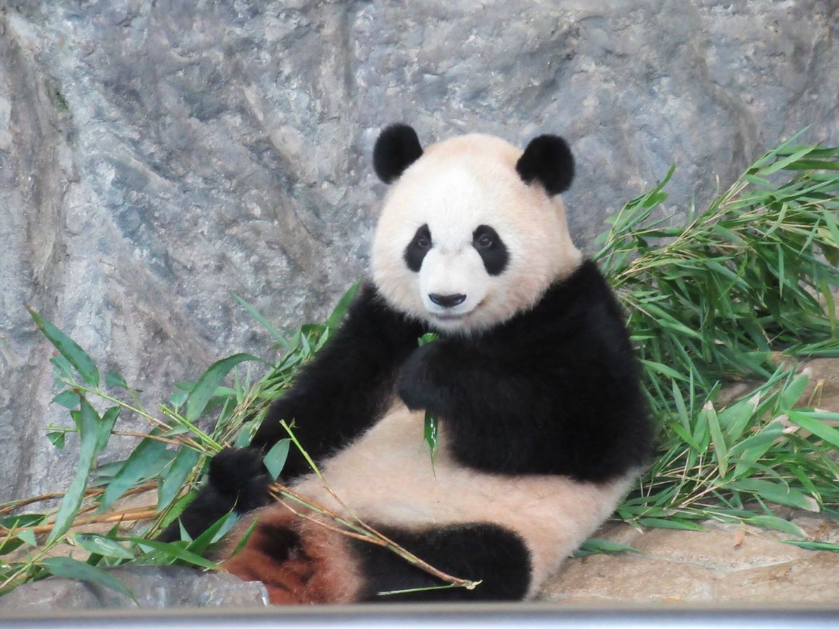 アドベンチャーワールド