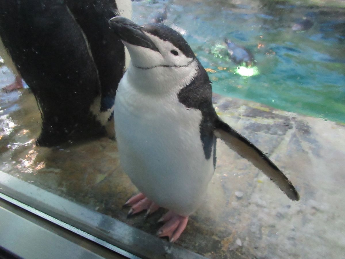 アドベンチャーワールド