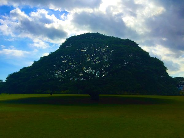 アメリカ(米国)・ハワイ「ハワイ④」の写真