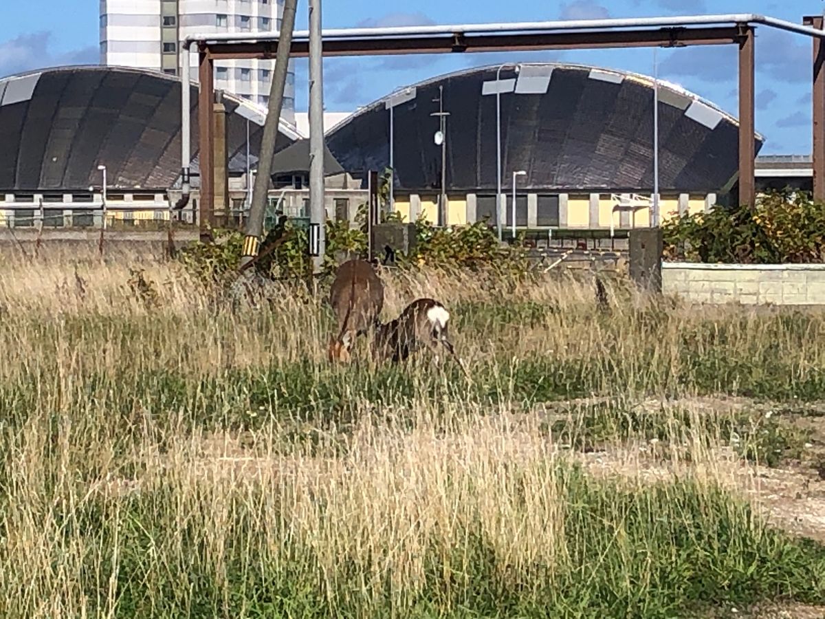 飛行機欠航で空いた時間に稚内観光。街中に鹿がいた。