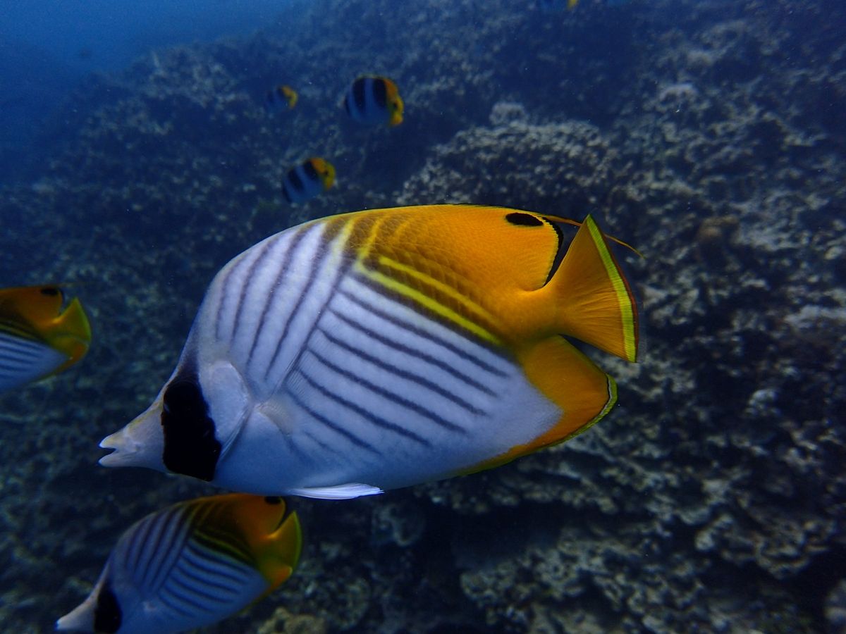 3日目は初めてのスキューバダイビング！
ビーチとボートの2ダイブしました。...