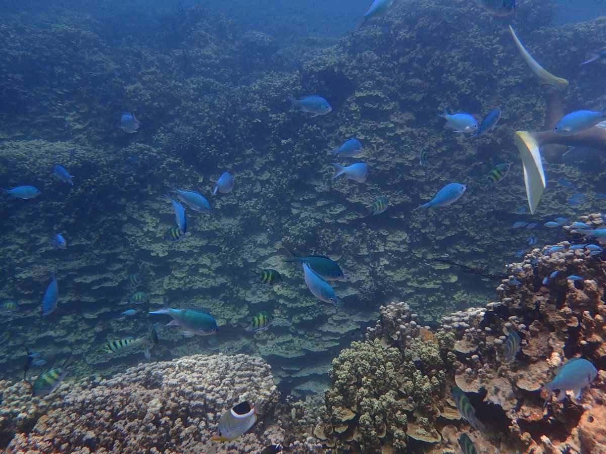 3日目は初めてのスキューバダイビング！
ビーチとボートの2ダイブしました。...