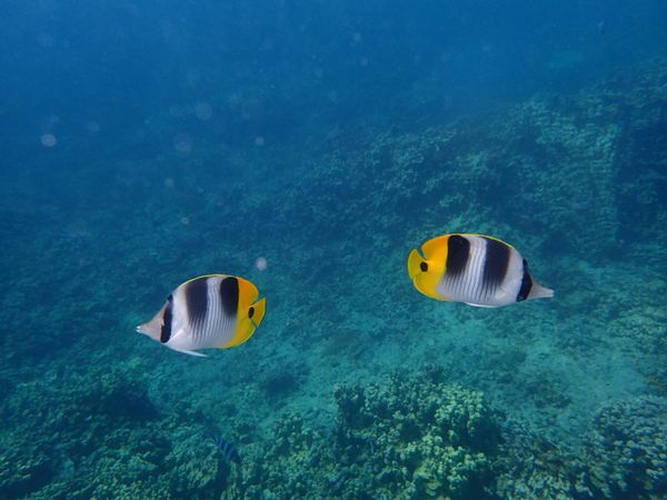 グアム・グアム「グアム旅行（2014.06.14-17）」の写真：3日目は初めてのスキューバダイビング！
...