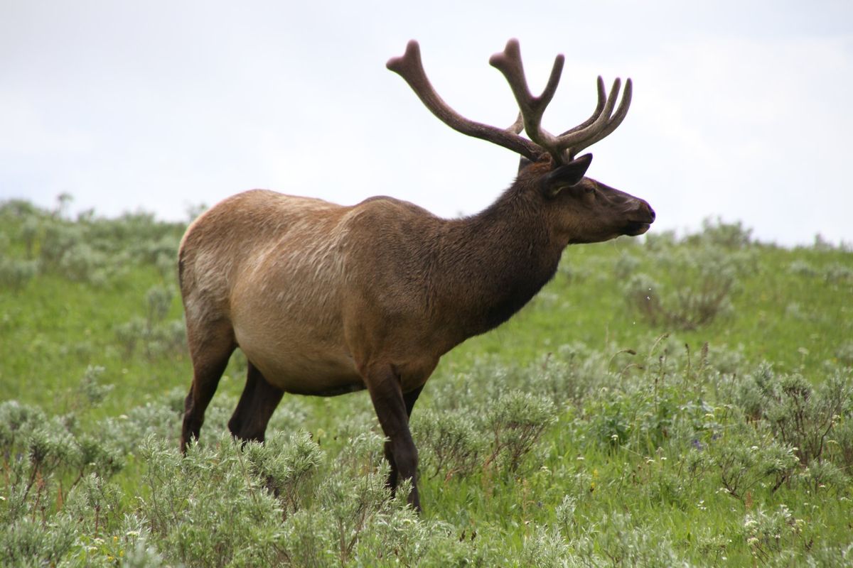 イエローストーンで見かけた動物たち。