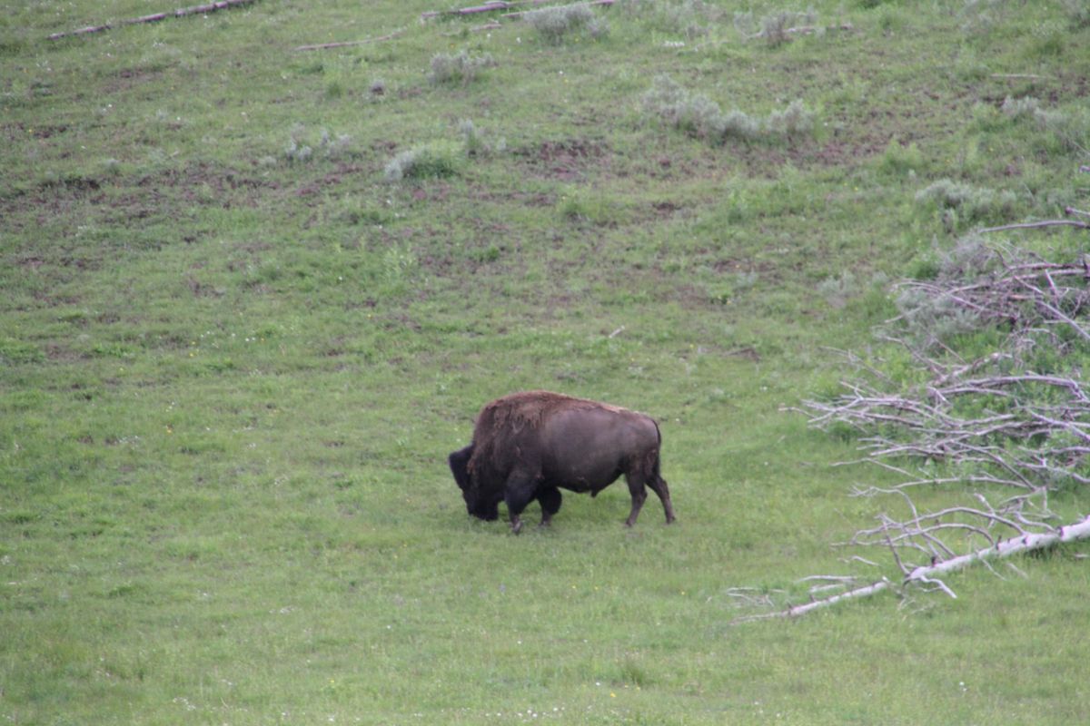 イエローストーンで見かけた動物たち。