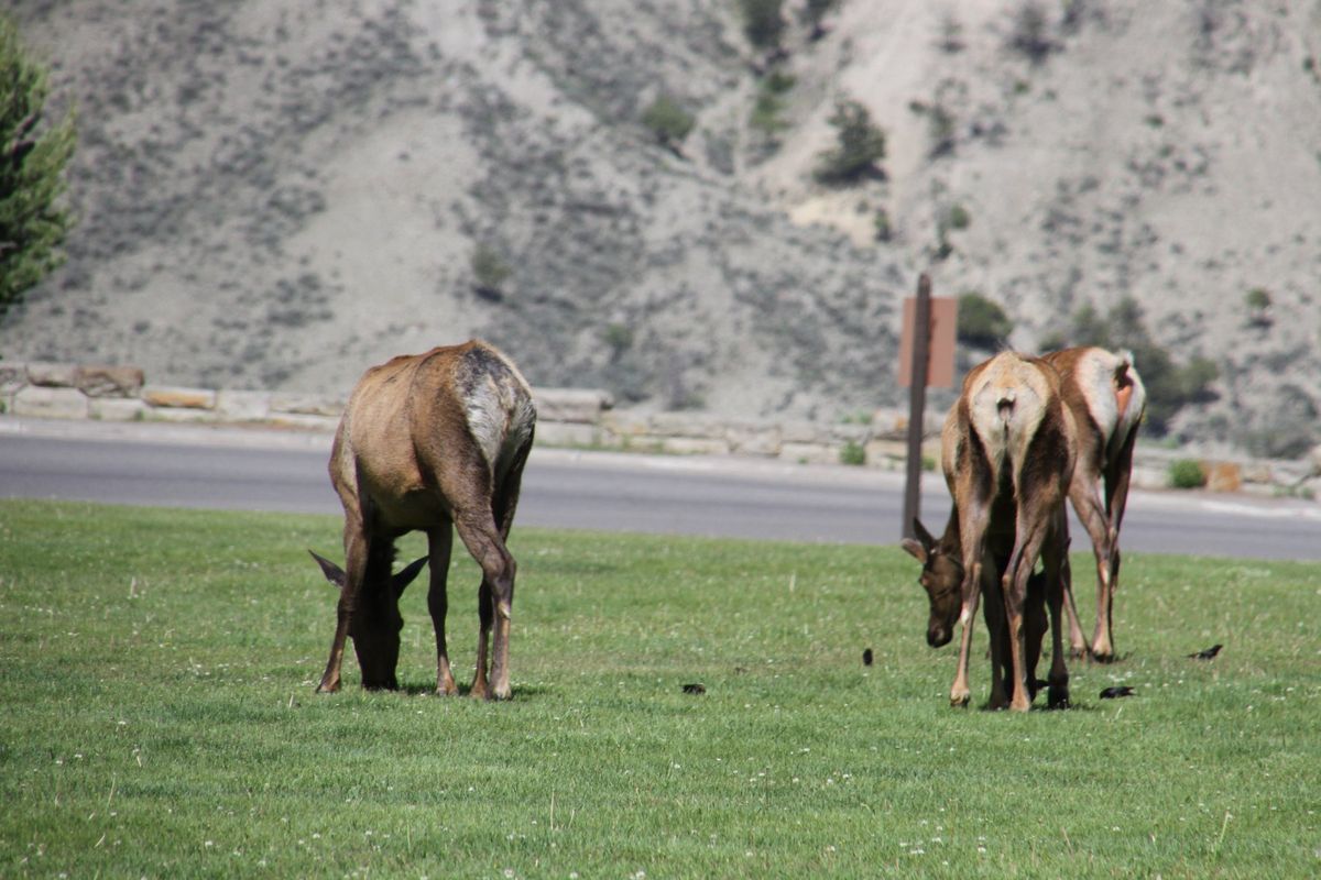 イエローストーン国立公園に到着！