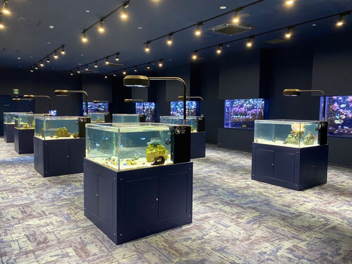 地下？1階？の水槽はサンゴ礁の中をシュノーケリングしてるみたいで綺麗だった🐠