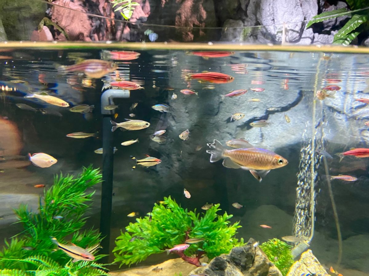 シルバーアロワナおっきい！！😳