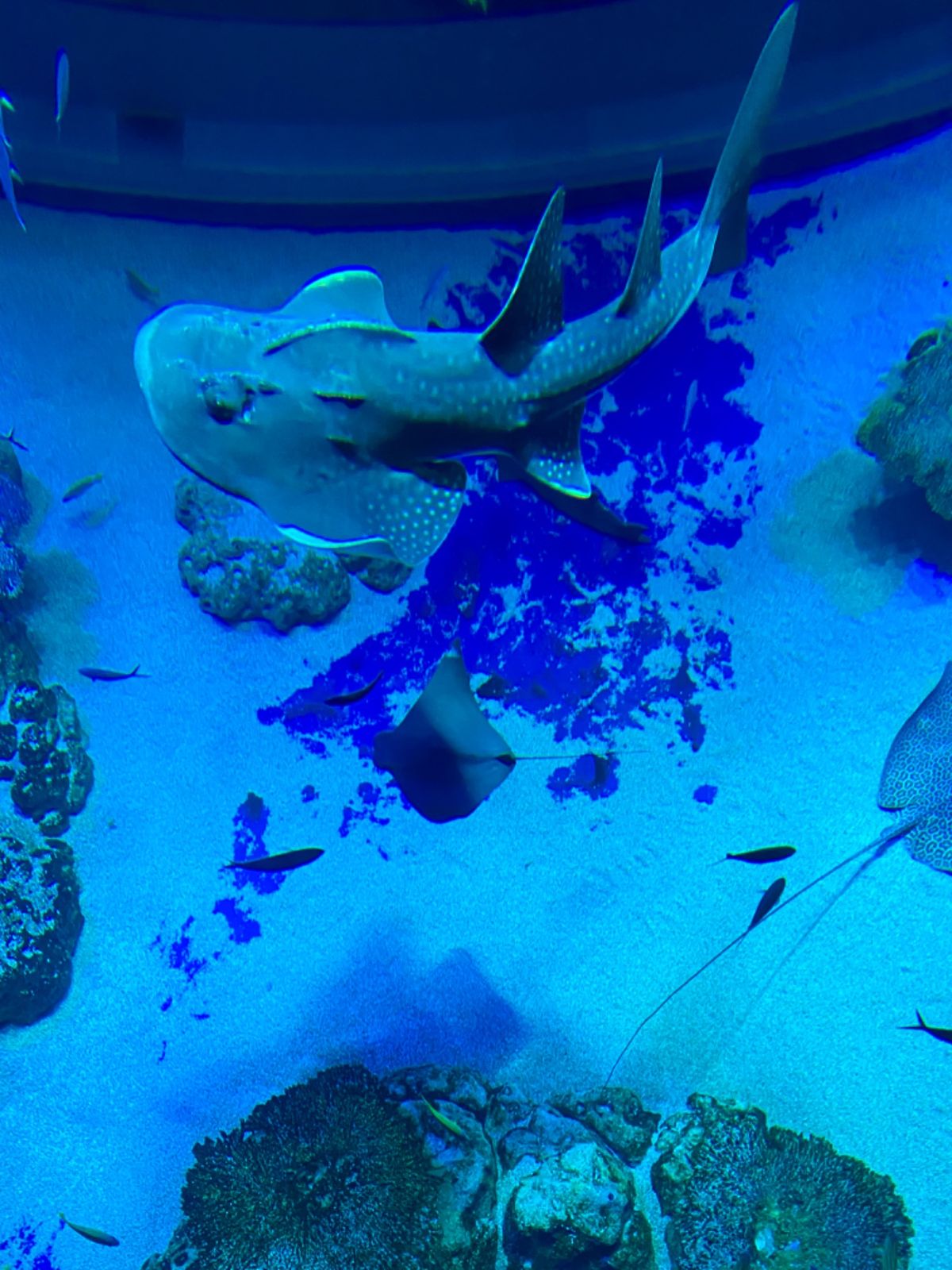 自分も海の中にいるような錯覚に陥る水槽

エイやツマグロ？かっこいい！