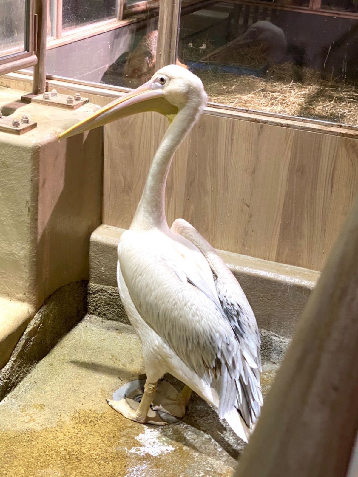 動画撮ってるときに限って全然動いてくれないモモイロペリカン