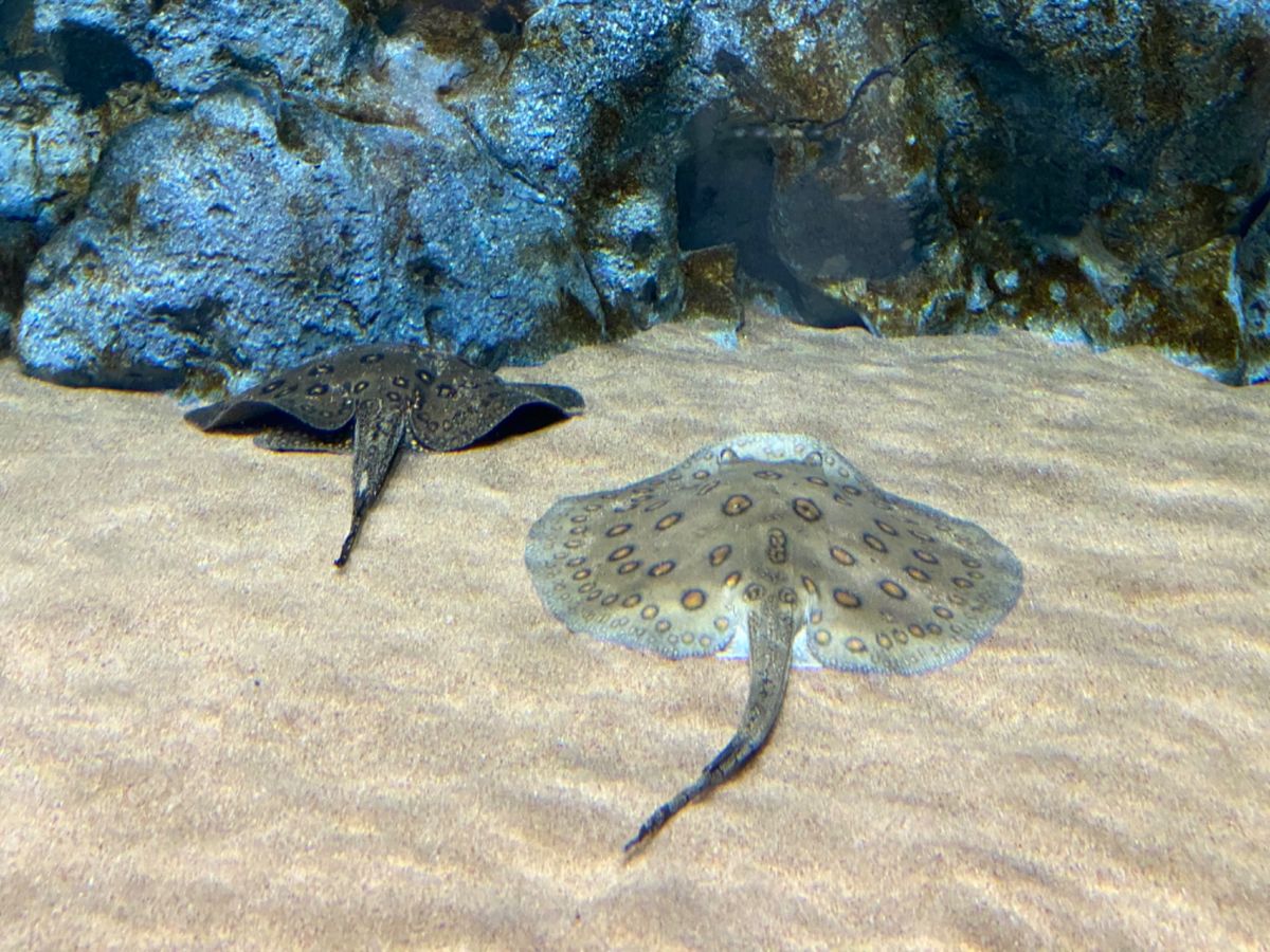 シルバーアロワナおっきい！！😳