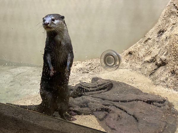 日本・那覇「出張ついでに　かりゆし水族館🐠🐡」の写真：カワウソちゃん可愛かったけど
動きが早す...