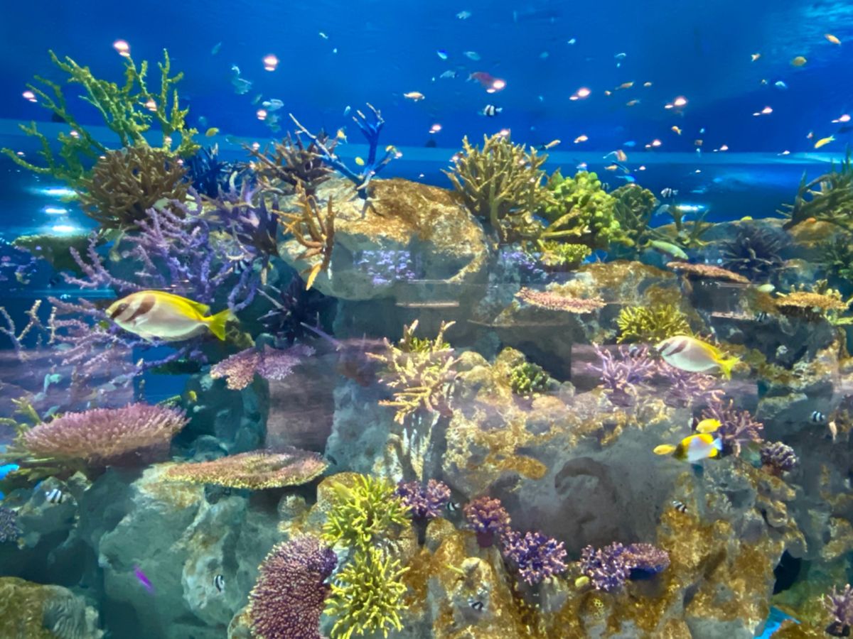 地下？1階？の水槽はサンゴ礁の中をシュノーケリングしてるみたいで綺麗だった🐠