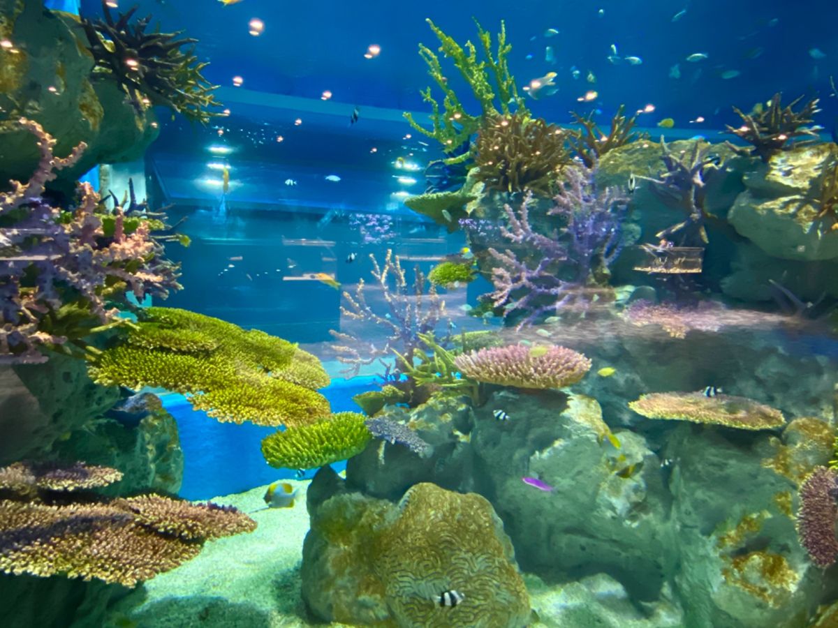 地下？1階？の水槽はサンゴ礁の中をシュノーケリングしてるみたいで綺麗だった🐠