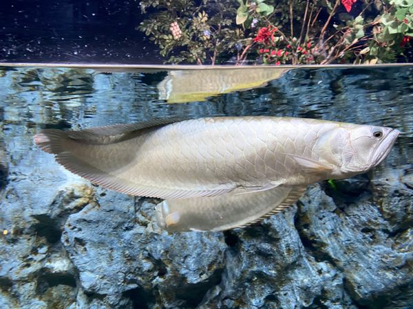日本・那覇「出張ついでに　かりゆし水族館🐠🐡」の写真：シルバーアロワナおっきい！！😳