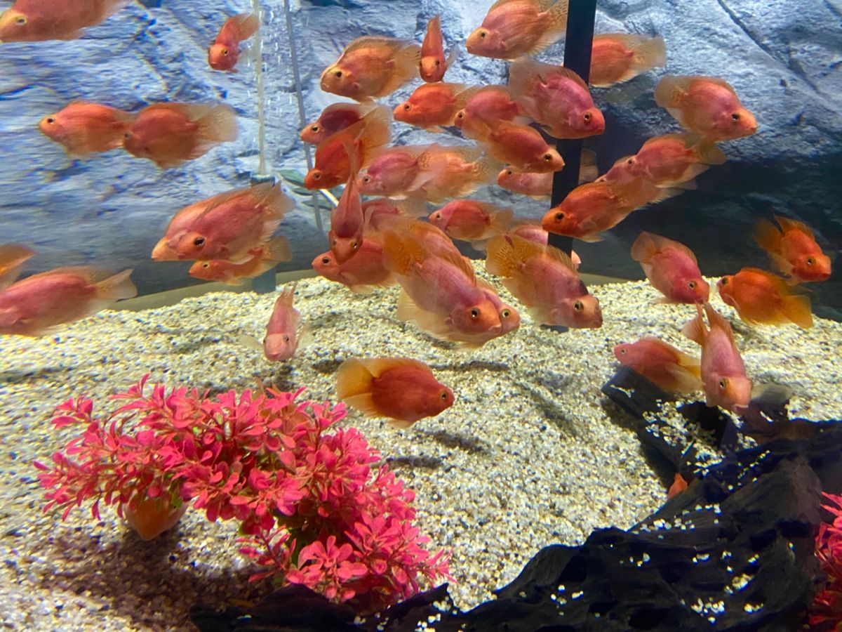 シルバーアロワナおっきい！！😳