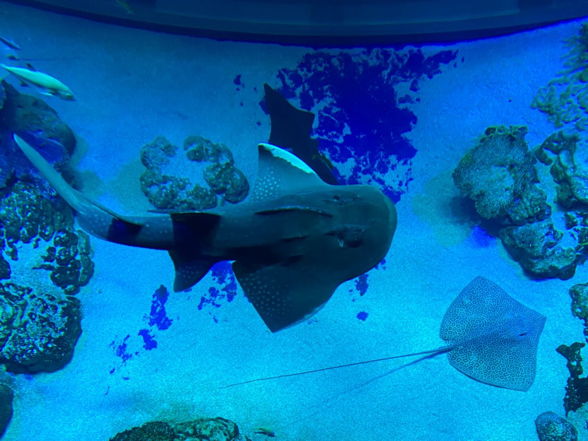 自分も海の中にいるような錯覚に陥る水槽

エイやツマグロ？かっこいい！