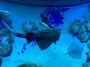 自分も海の中にいるような錯覚に陥る水槽

エイやツマグロ？かっこいい！