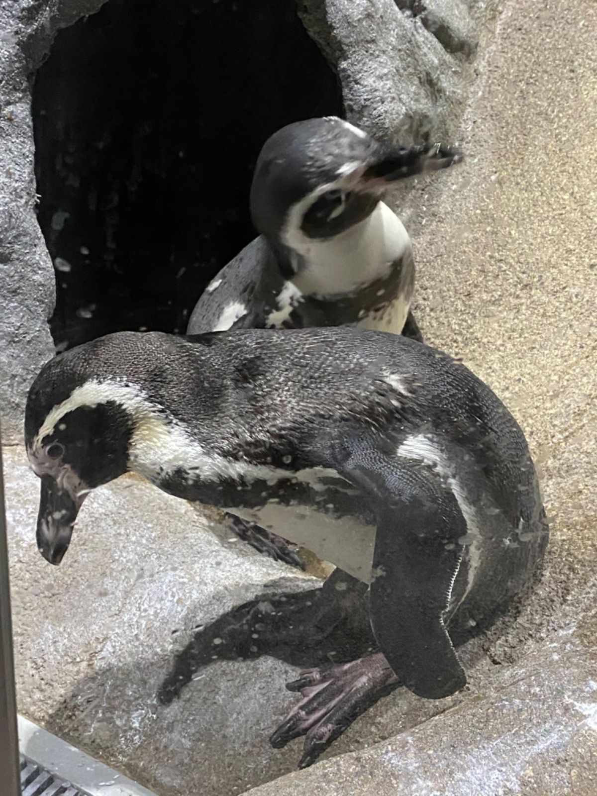 ペンギン🐧調査思い出す〜
可愛い😍