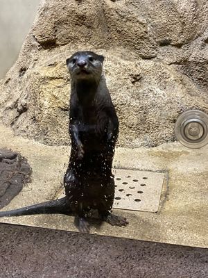 カワウソちゃん可愛かったけど
動きが早すぎて撮るの大変だった💦

狭いから...