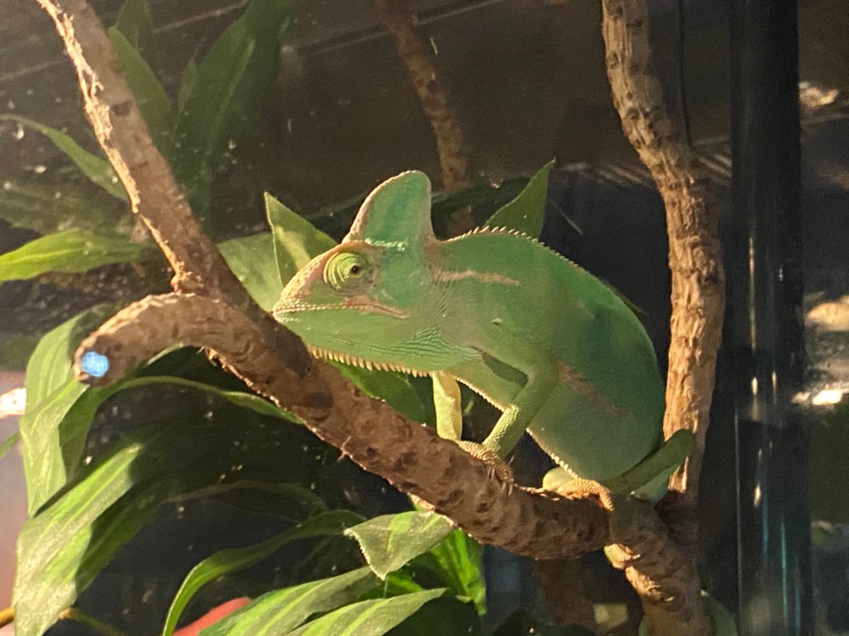 かりゆし水族館

インドシナウォータードラゴンとエボシカメレオン🦎
ゆっく...
